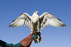 gyrfalcon-hybrid