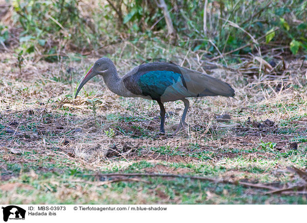 Hadada ibis / MBS-03973