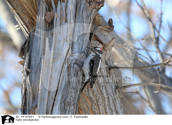 hairy woodpecker / FF-07651