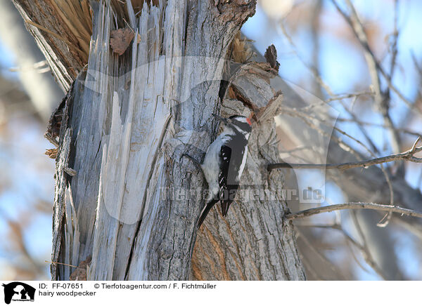 Haarspecht / hairy woodpecker / FF-07651