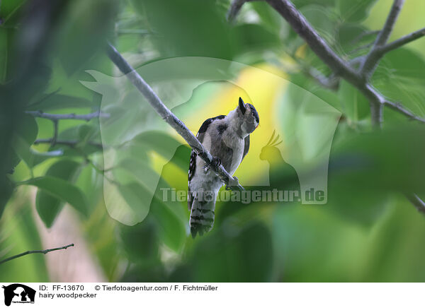 hairy woodpecker / FF-13670