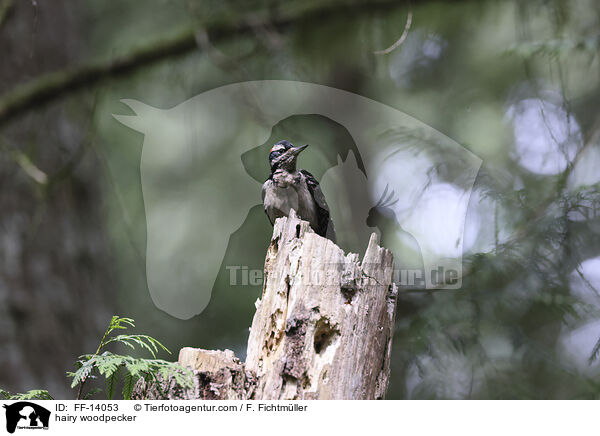 Haarspecht / hairy woodpecker / FF-14053