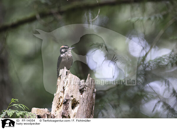 hairy woodpecker / FF-14054