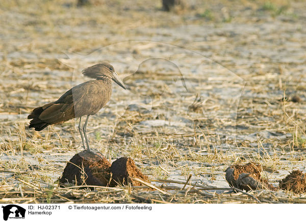 Hammerkopf / Hamerkop / HJ-02371