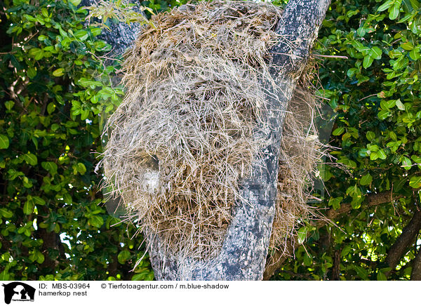 hamerkop nest / MBS-03964