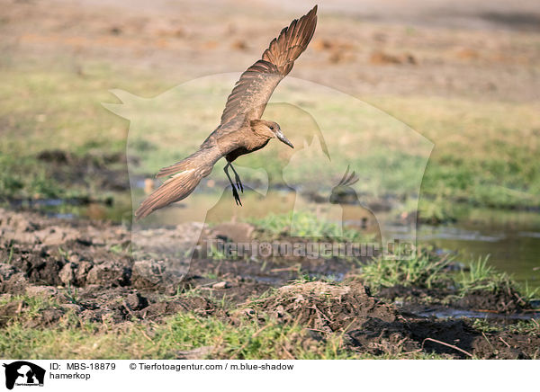 hamerkop / MBS-18879