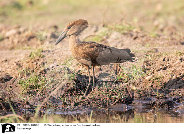 Hammerkopf / hamerkop / MBS-18883