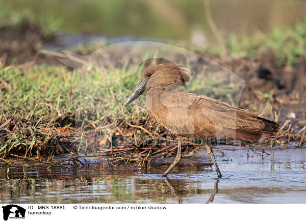 Hammerkopf / hamerkop / MBS-18885