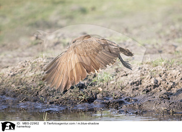 hamerkop / MBS-22962