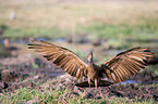 hamerkop