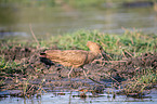 hamerkop