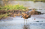 hamerkop