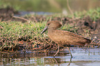 hamerkop