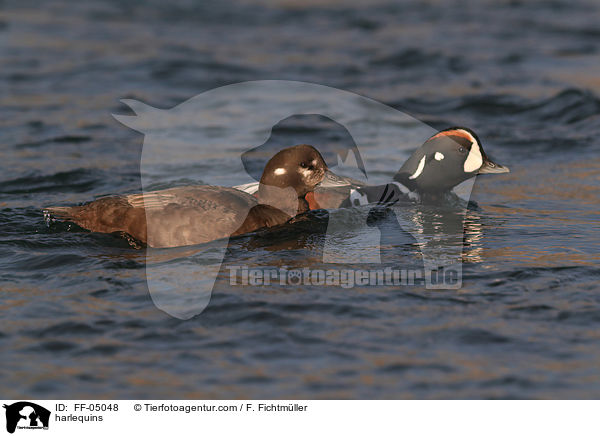 Kragenenten / harlequins / FF-05048