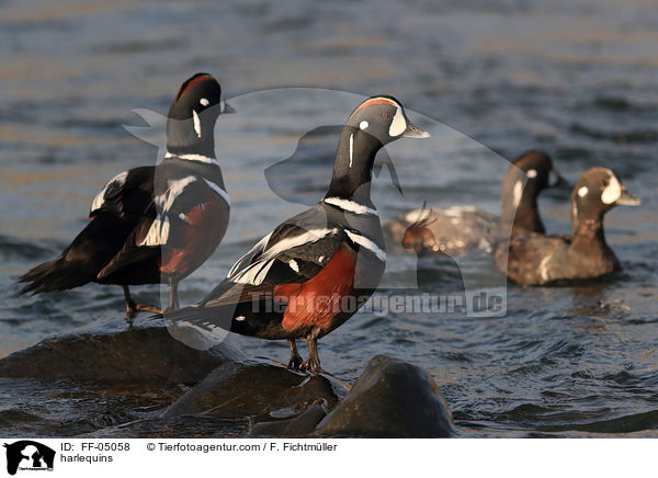 Kragenenten / harlequins / FF-05058