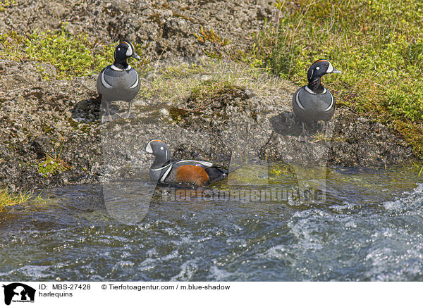 Kragenenten / harlequins / MBS-27428