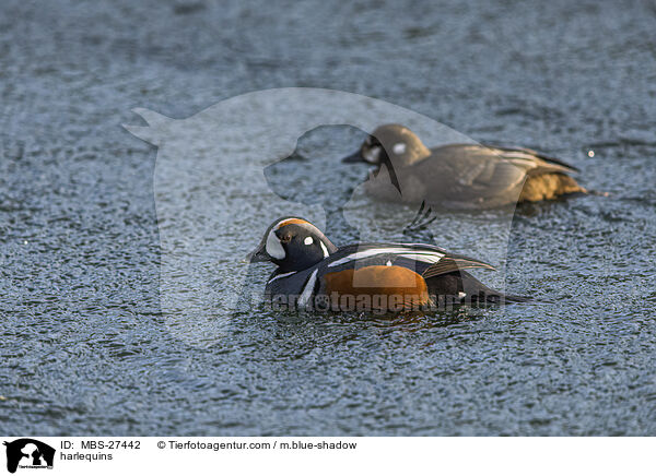 Kragenenten / harlequins / MBS-27442