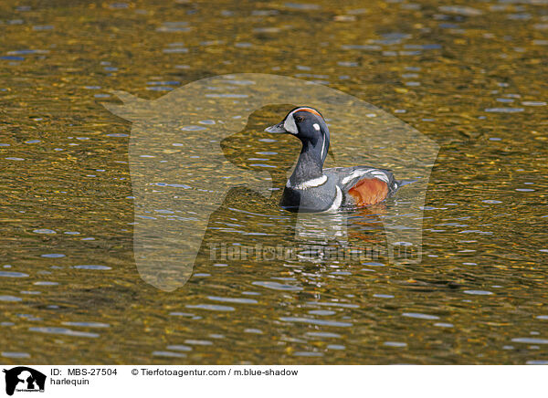 Kragenente / harlequin / MBS-27504