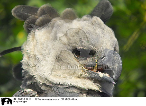 harpy eagle / DMS-01219