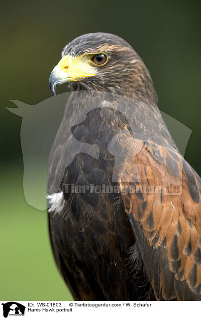 Wstenbussard im Portrait / Harris Hawk portrait / WS-01803