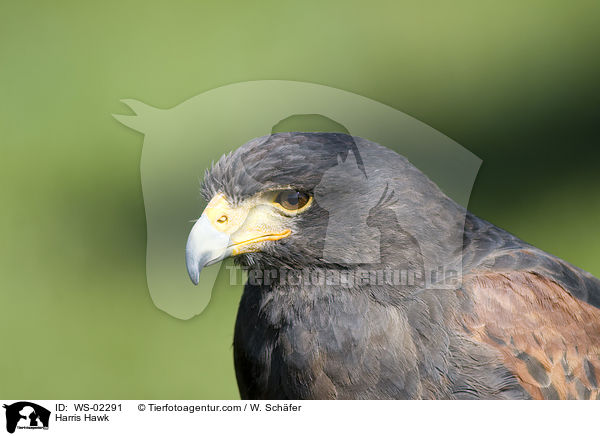 Wstenbussard im Portrait / Harris Hawk / WS-02291