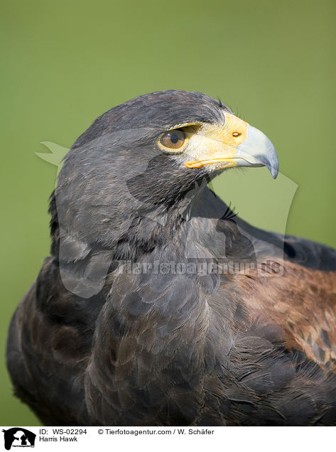 Wstenbussard im Portrait / Harris Hawk / WS-02294