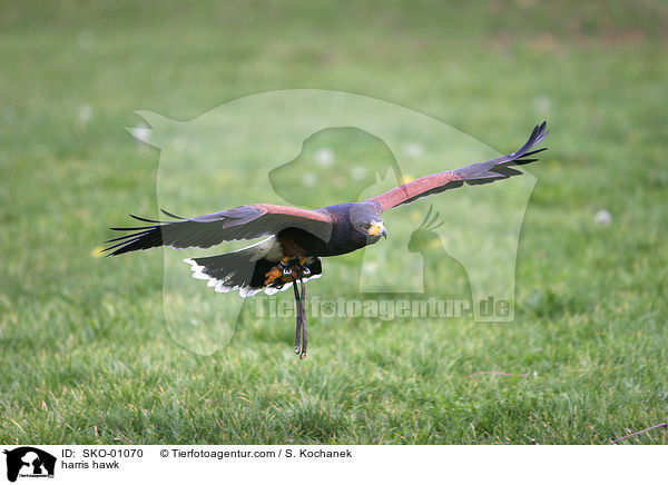 Wstenbussard / harris hawk / SKO-01070