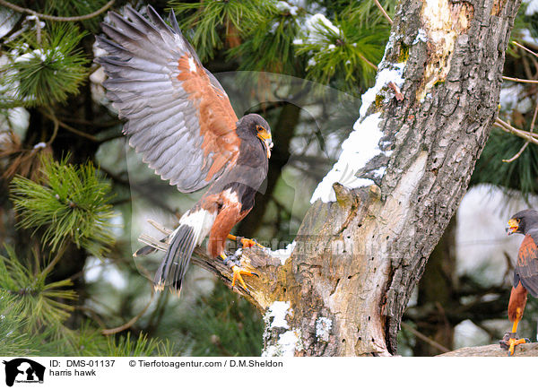 Wstenbussard / harris hawk / DMS-01137