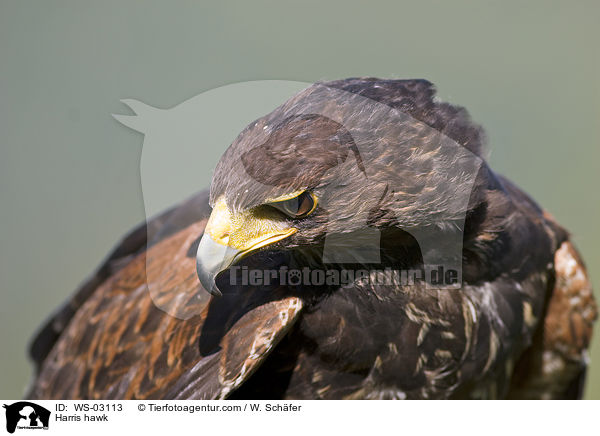 Wstenbussard / Harris hawk / WS-03113