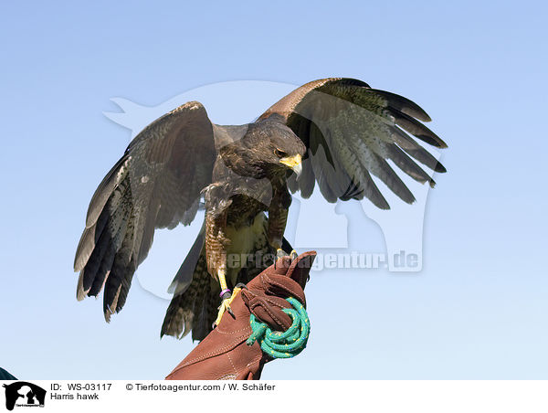 Wstenbussard / Harris hawk / WS-03117