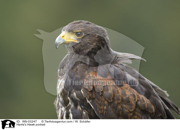 Wstenbussard Portrait / Harris's Hawk portrait / WS-03247