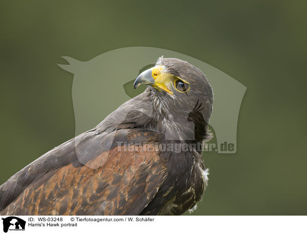 Wstenbussard Portrait / Harris's Hawk portrait / WS-03248