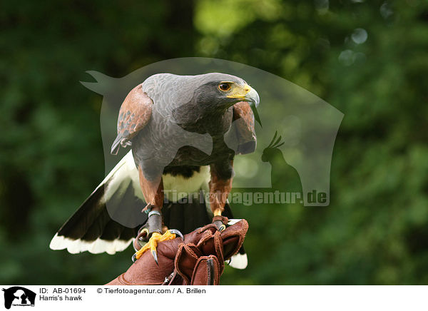 Wstenbussard / Harris's hawk / AB-01694