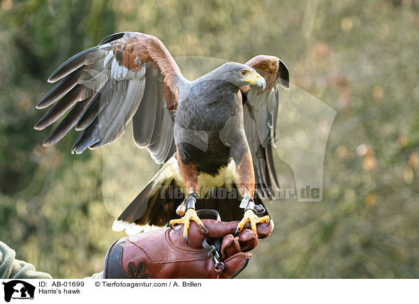 Wstenbussard / Harris's hawk / AB-01699