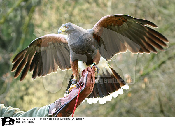 Wstenbussard / Harris's hawk / AB-01701