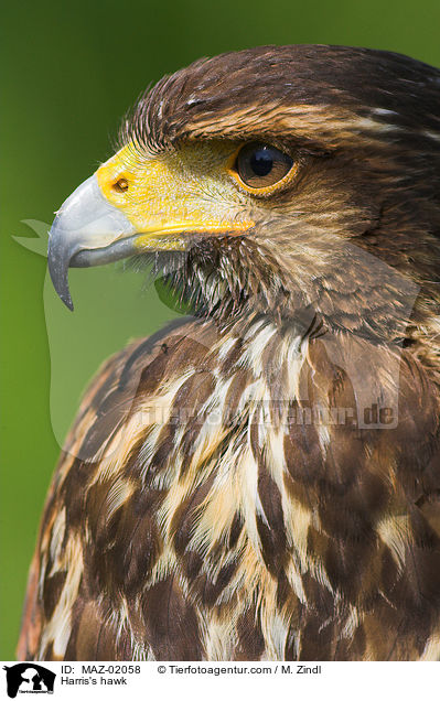 Wstenbussard / Harris's hawk / MAZ-02058