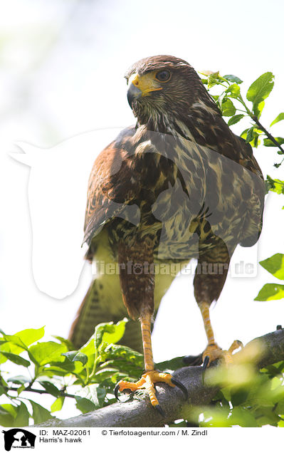 Wstenbussard / Harris's hawk / MAZ-02061