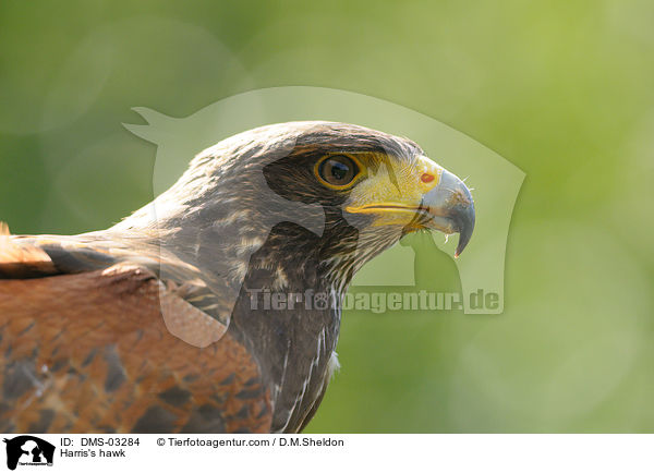 Wstenbussard / Harris's hawk / DMS-03284