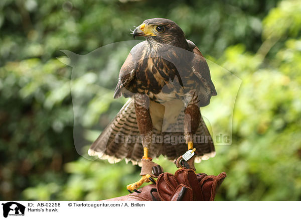 Wstenbussard / Harris's hawk / AB-02258