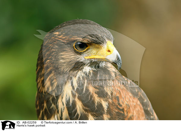 Wstenbussard Portrait / Harris's hawk portrait / AB-02259