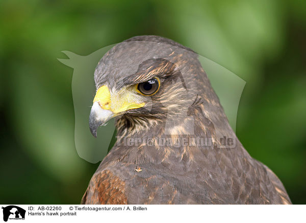 Wstenbussard Portrait / Harris's hawk portrait / AB-02260