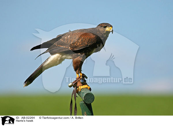 Harris's hawk / AB-02264