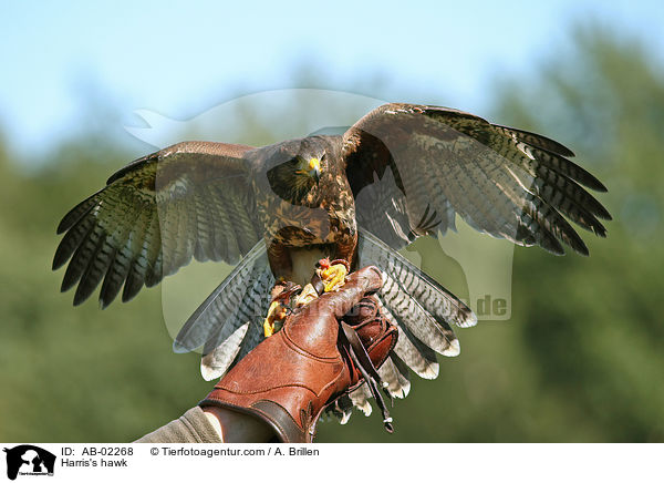 Wstenbussard / Harris's hawk / AB-02268