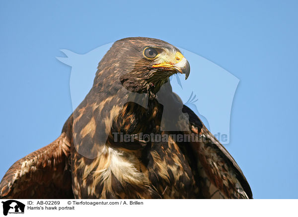 Wstenbussard Portrait / Harris's hawk portrait / AB-02269