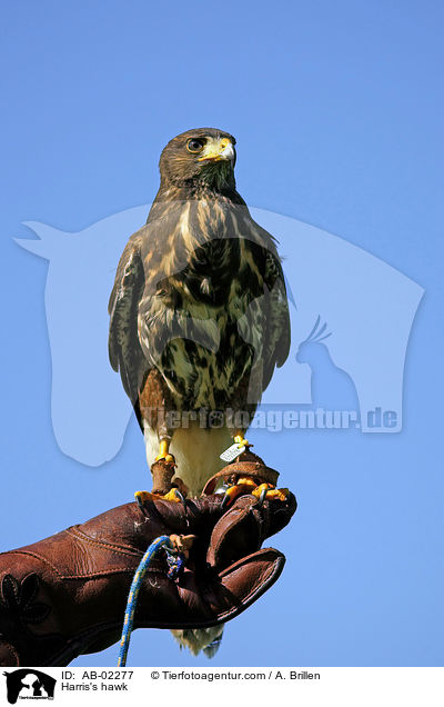 Wstenbussard / Harris's hawk / AB-02277