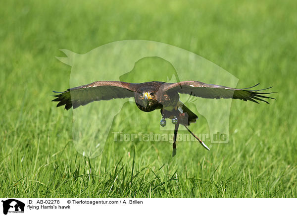 fliegender Wstenbussard / flying Harris's hawk / AB-02278