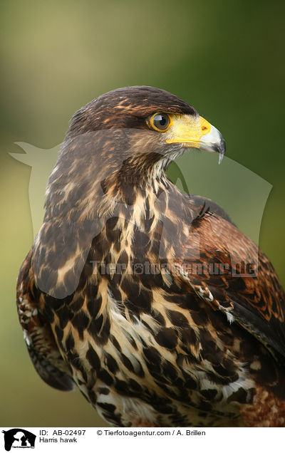 Wstenbussard / Harris hawk / AB-02497