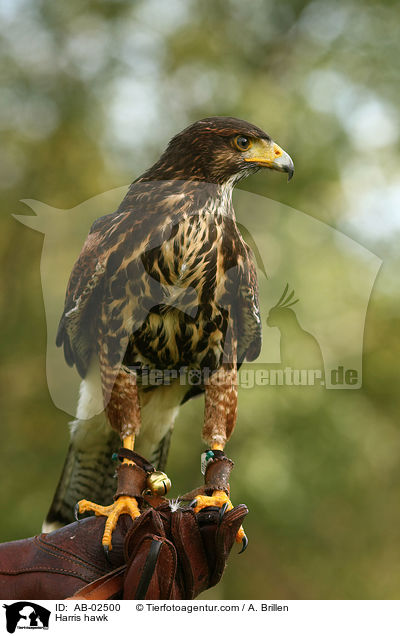 Wstenbussard / Harris hawk / AB-02500