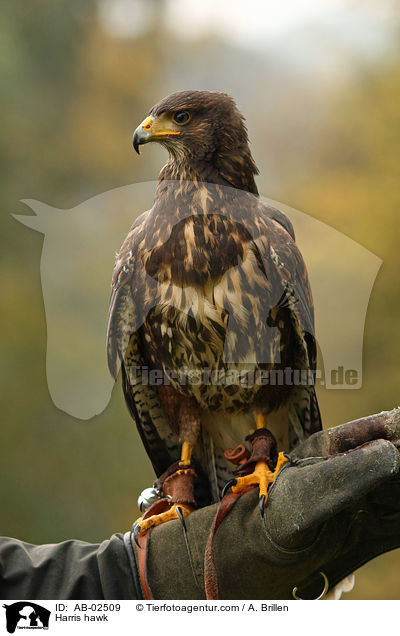 Wstenbussard / Harris hawk / AB-02509