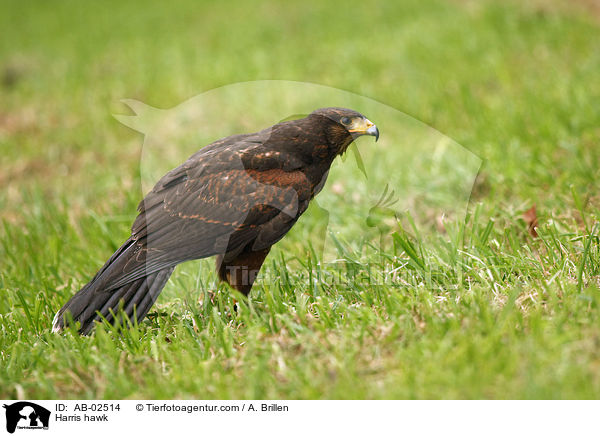 Wstenbussard / Harris hawk / AB-02514
